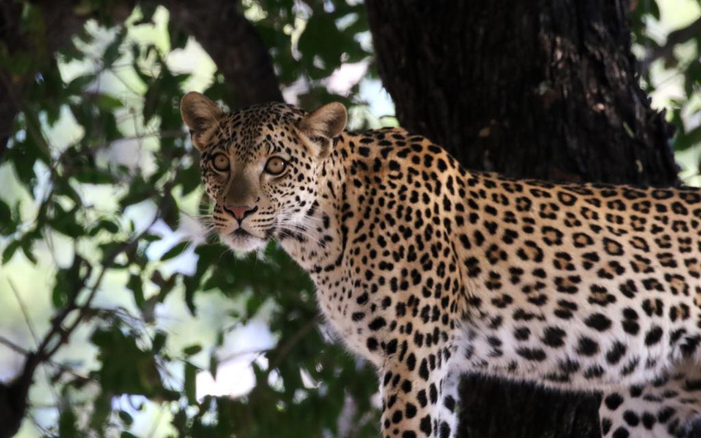 botswana moremi leopard romina facchi exploringafrica safariadv