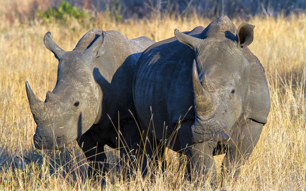 south africa sudafrica exploringafrica safariadv kruger rhino safari travel