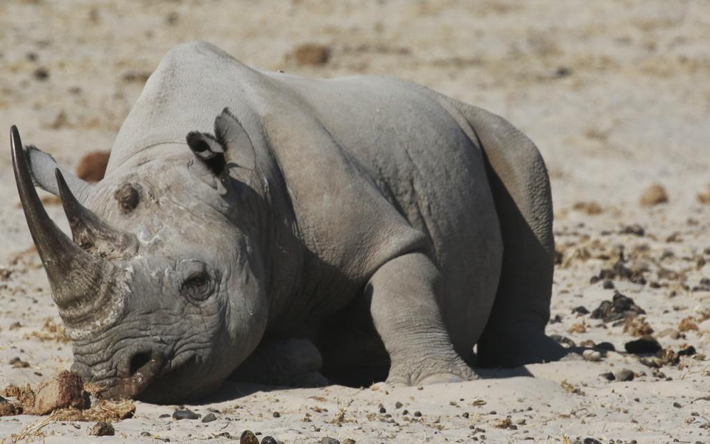 namibia etosha exploringafrica safariafv safari rominafacchi namib rino rhino