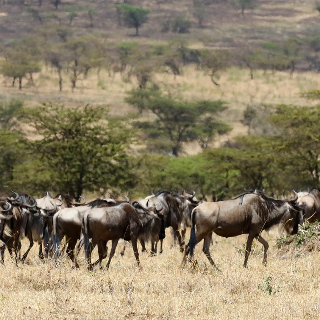 The Great Migration in Serengeti National Park