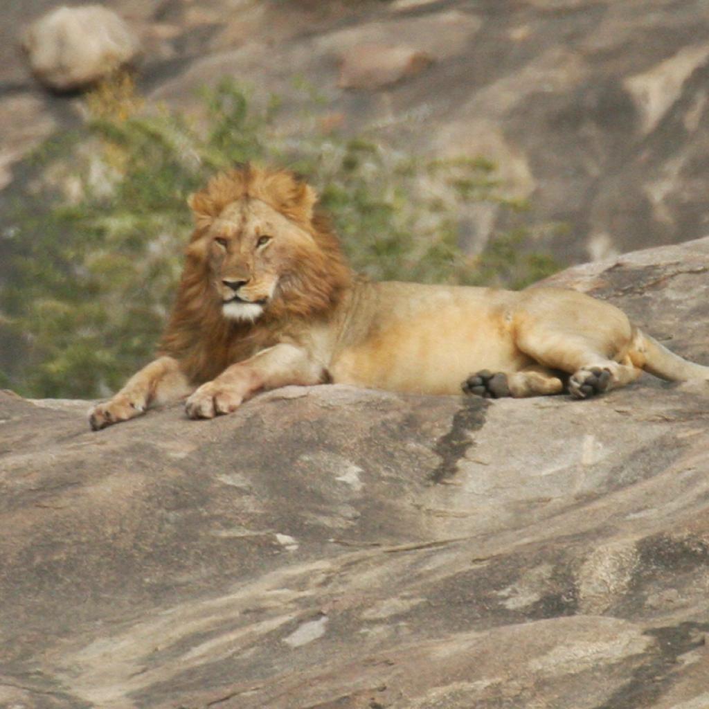 Serengeti National Park: male lion laying on a kopjes