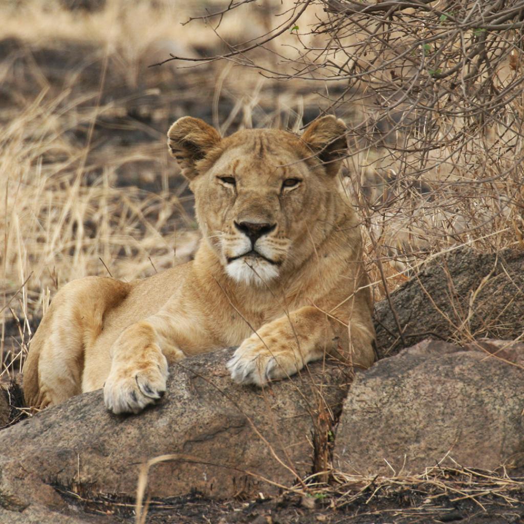 Serengeti National Park: lion laying on a kopjes