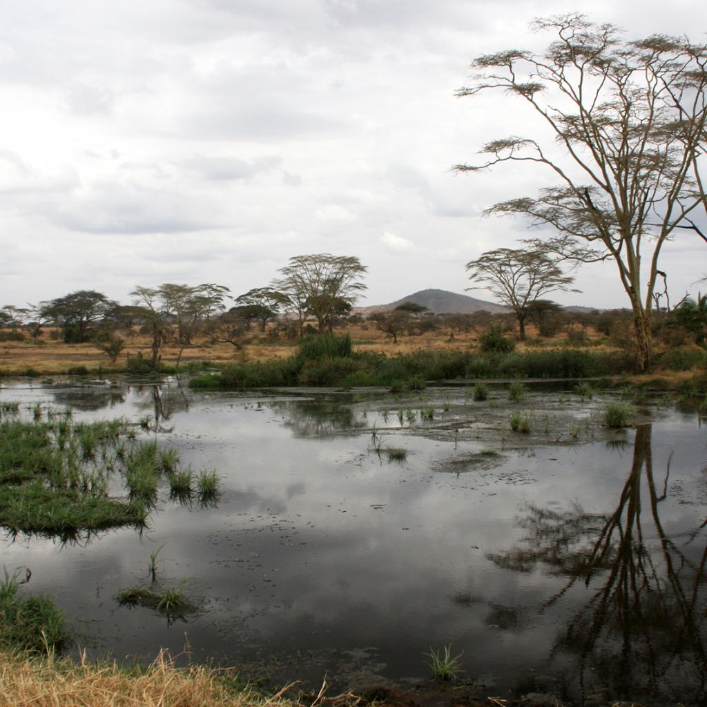 Serengeti National Park: lake, acacias and hills in background