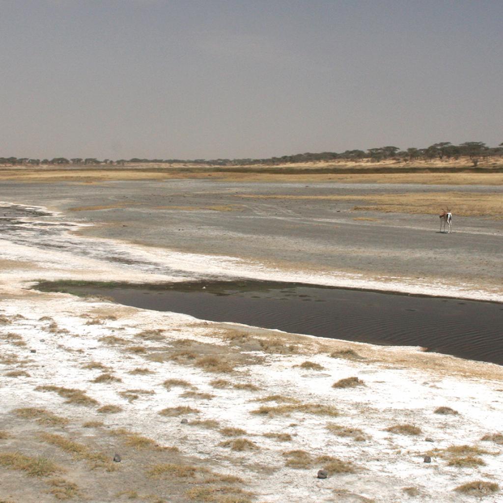 Lake Ndutu during the dry season: an endless salt pan