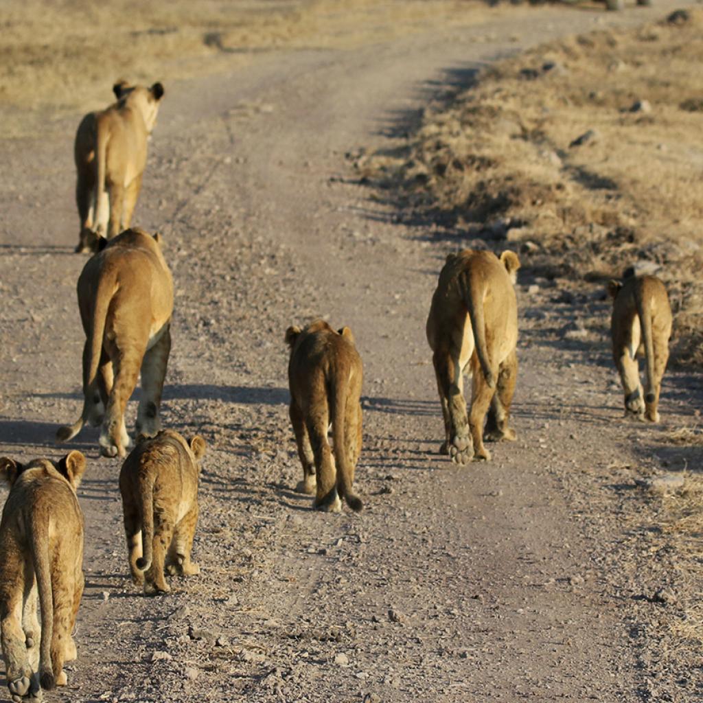 leoni ngorongoro tanzaia safari exploringafrica romina facchi lion