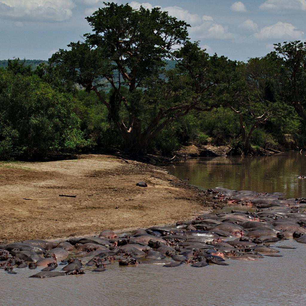 Serengeti National Park: Grumeti River with thousands of hippos