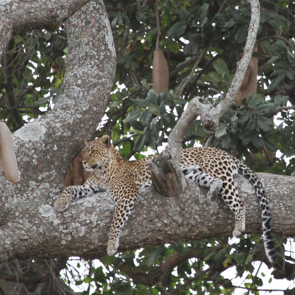 Serengeti National Park: Leopard in Seronera Valley