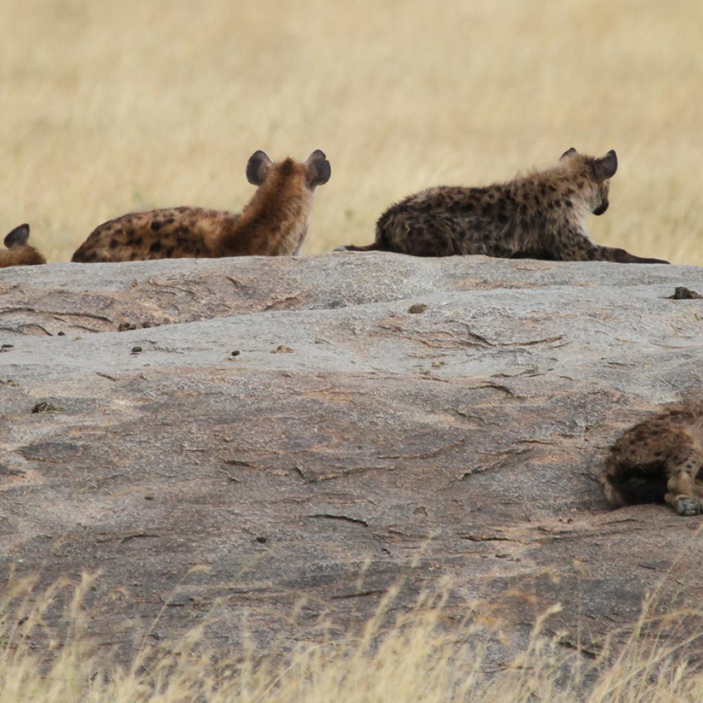 Serengeti National Park: Hyenas at Maasai Kopjes