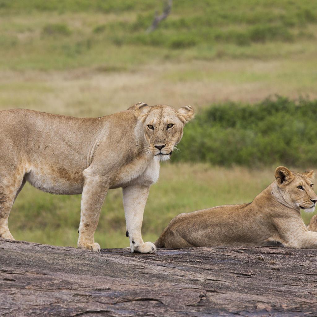 Serengeti National Park: Lions at Simba Kopjes
