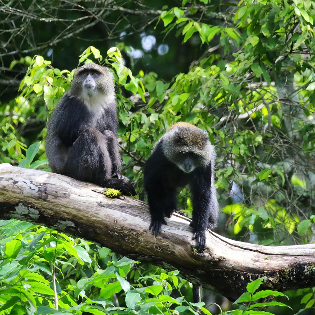 arusha tanzania romina facchi africa exploringafrica blue monkey
