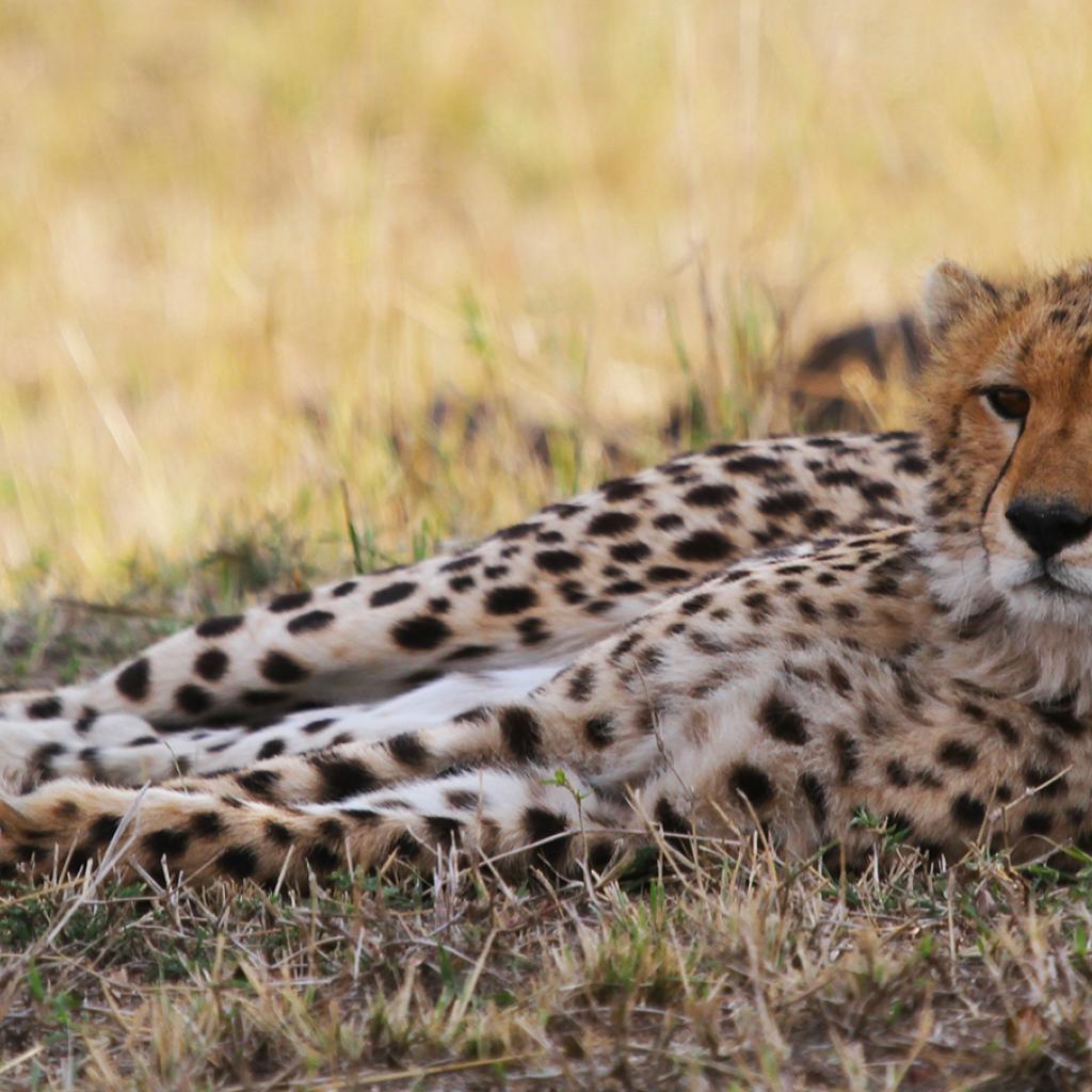 Northern Serengeti: cheetah in the shadow 