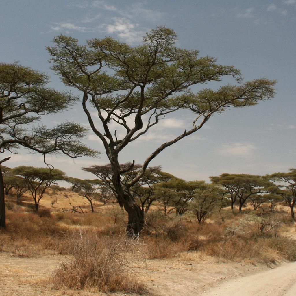 Serengeti National Park: driving trough acacia trees