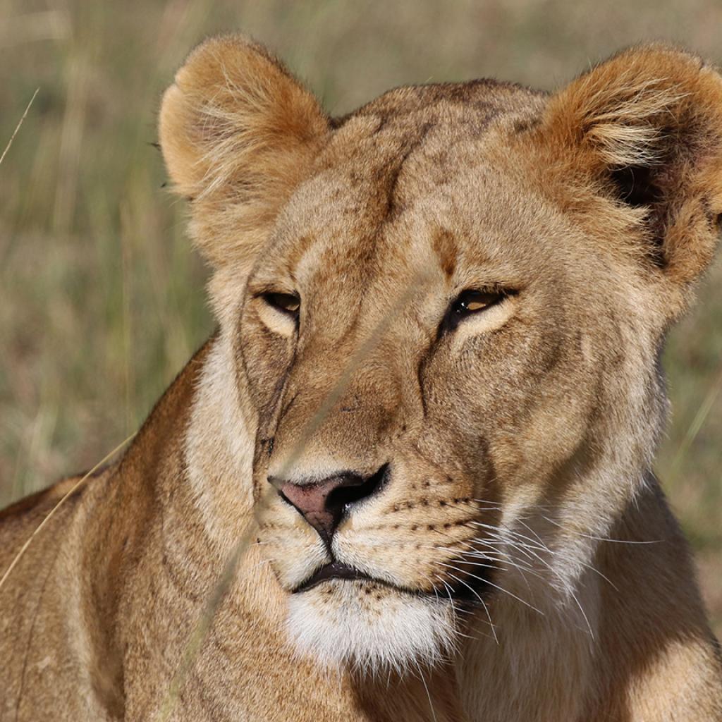Masai Mara National Reserve: stunning female lion laying in the grass