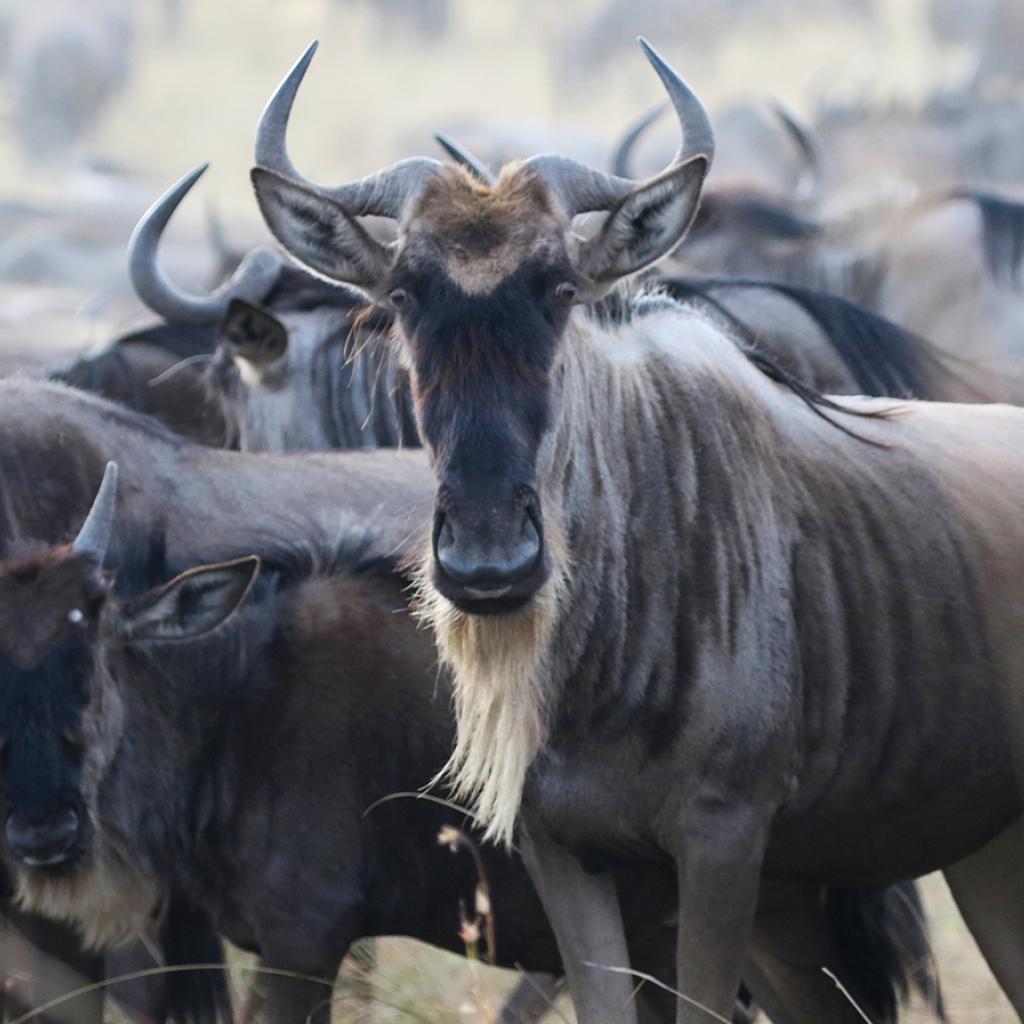 gnu and the great migration in Masai Mara National Reserve