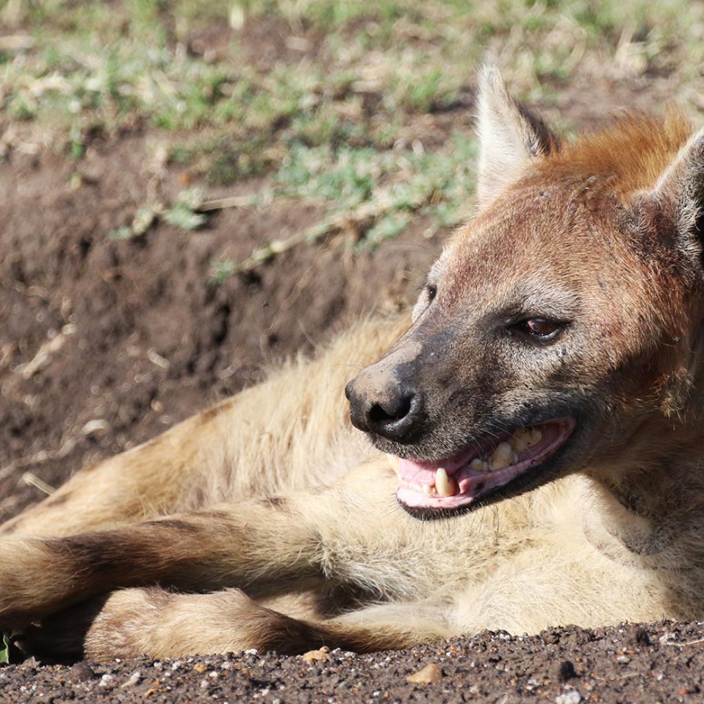 spotted hyena in Masai Mara National Reserve