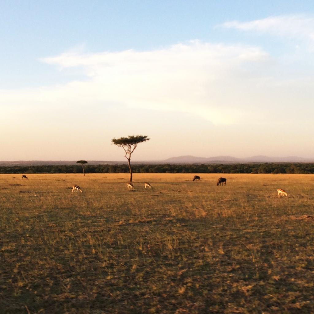 Masai Mara National Reserve landscape at the sunset