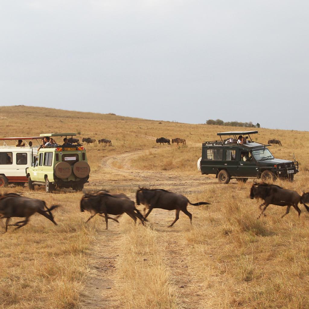  gnu and great migration in Masai Mara National Reserve