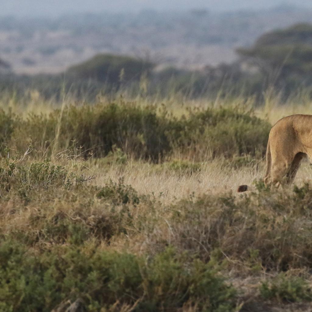 lion in Amboseli National Park