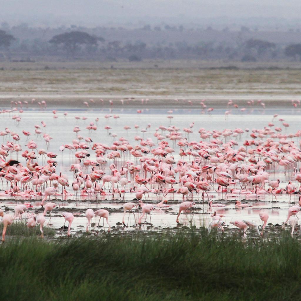 thousand of flamingos in the lake in Amboseli National Park