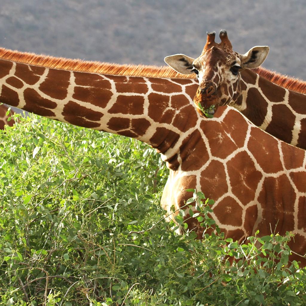 Samburu National Reserve amazing reticulated giraffes