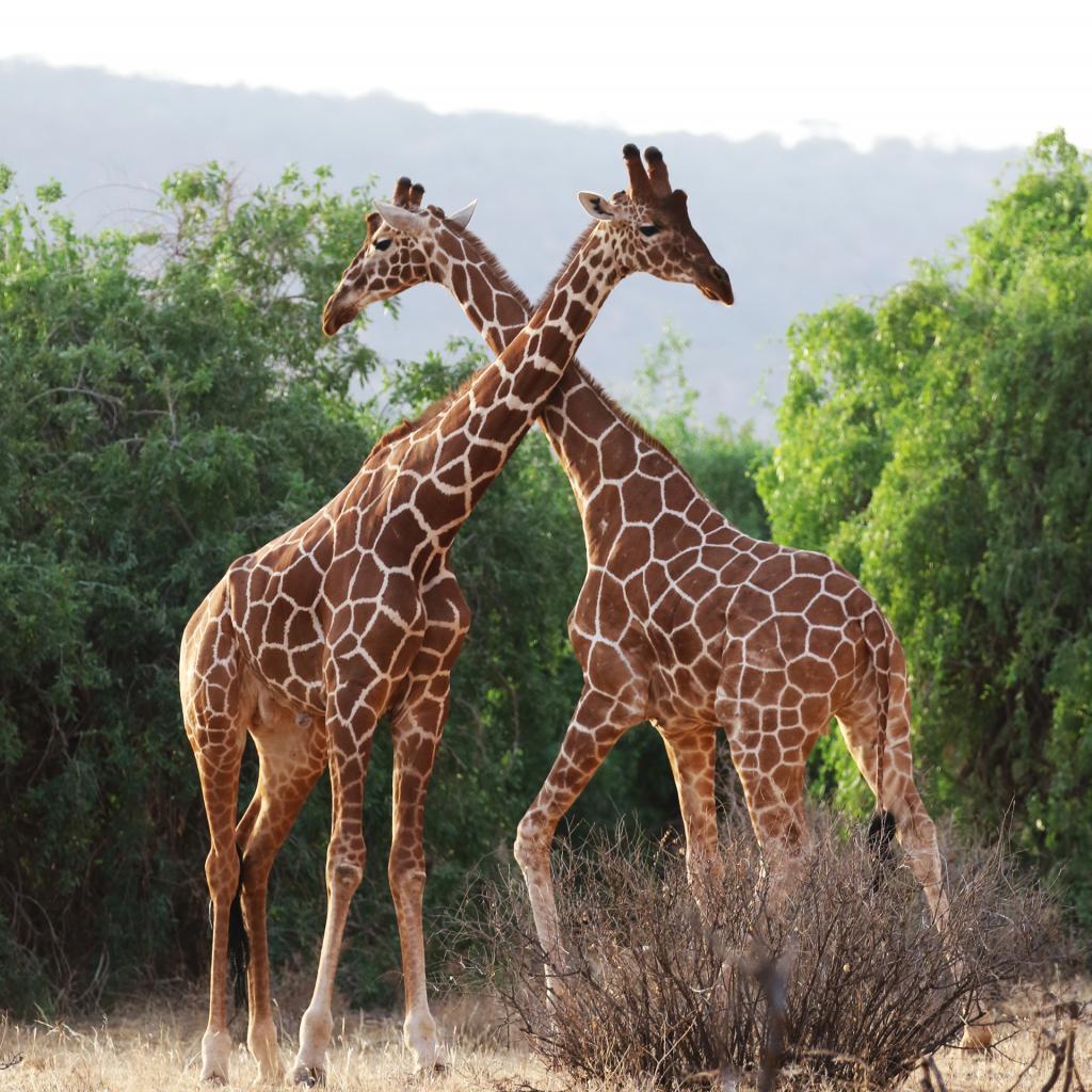 Samburu National Reserve: Reticulated Giraffe