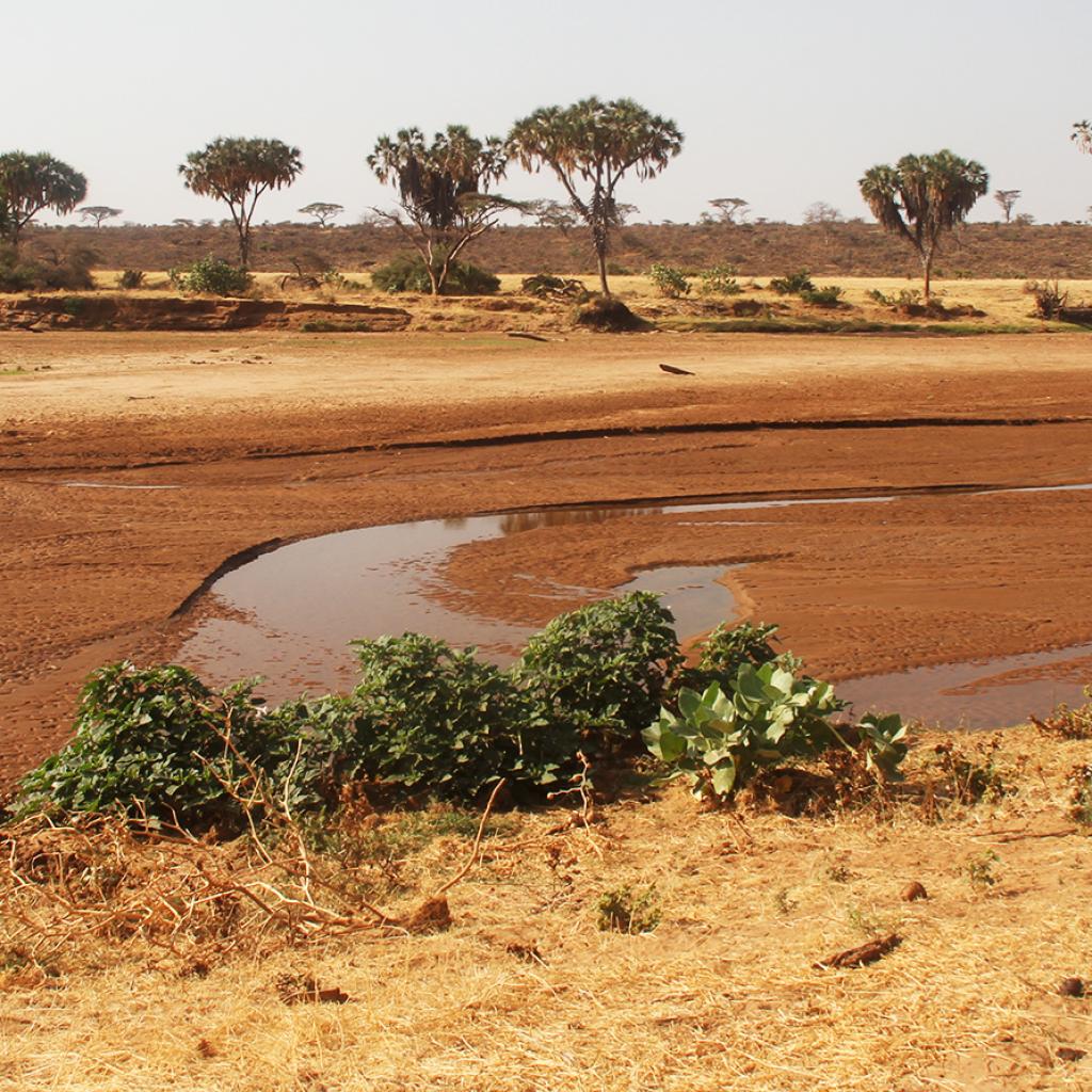Samburu National Reserve river ewes ngiro Kenya Romina Facchi