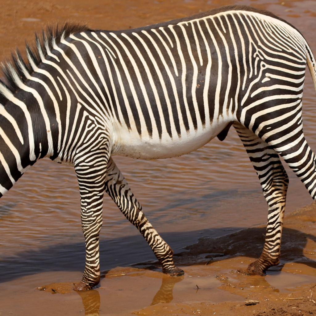 Samburu National Reserve where you can find the grevy zebra