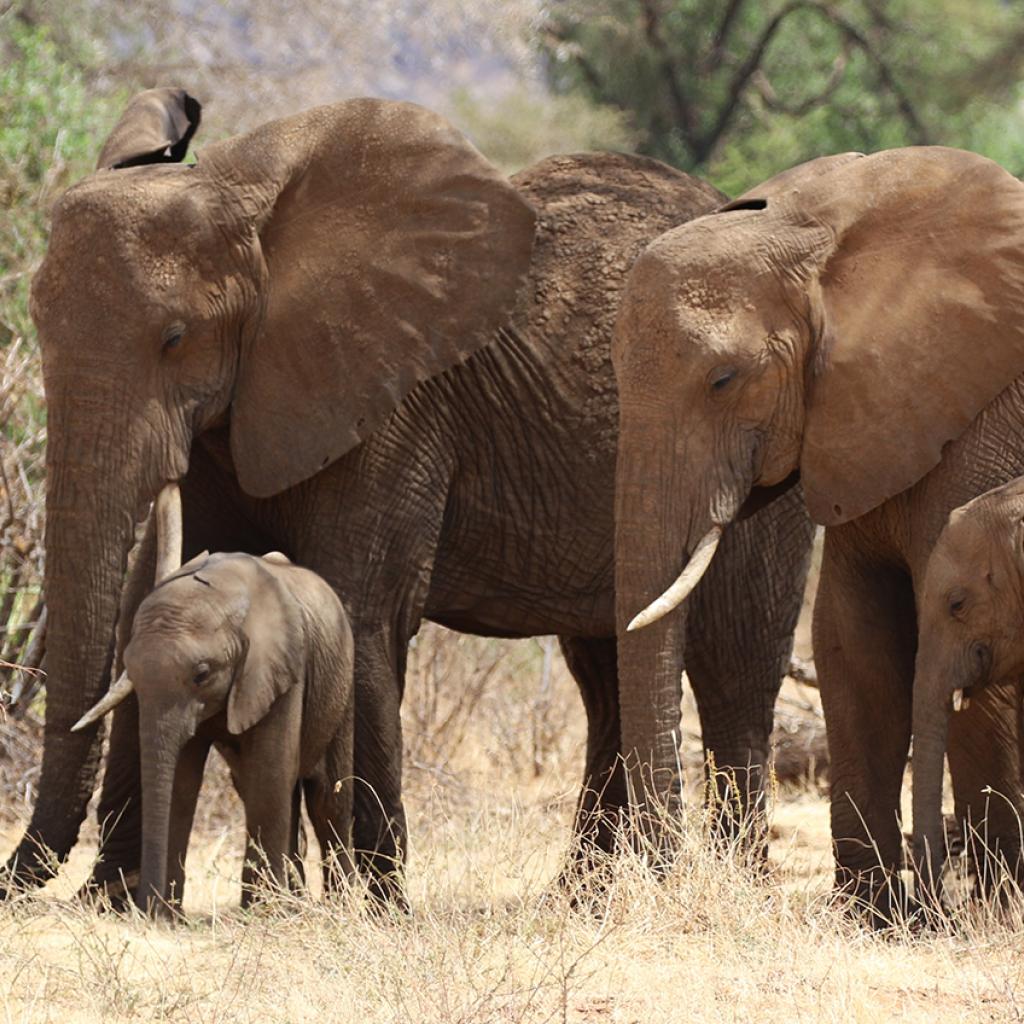  elephants at Samburu National Reserve