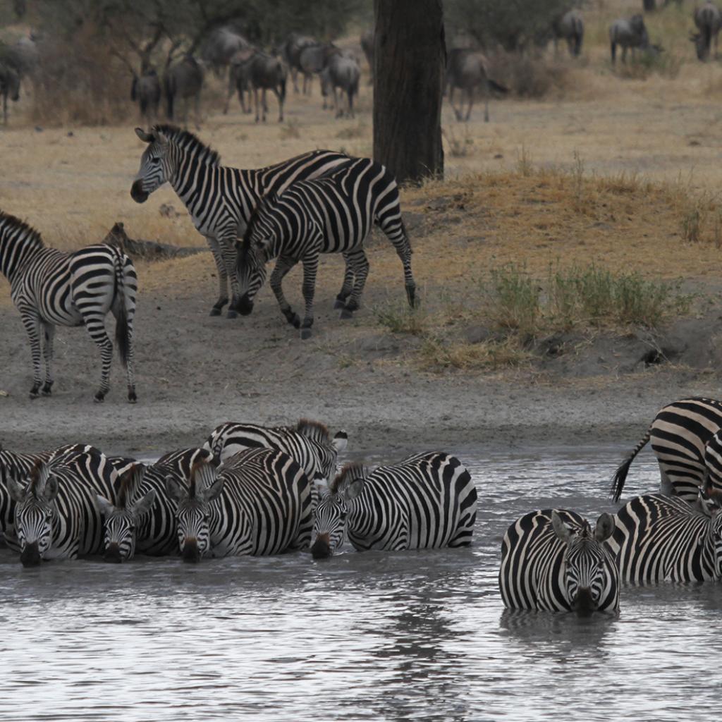 zebras enjoing a water hole in Tarangire National Park