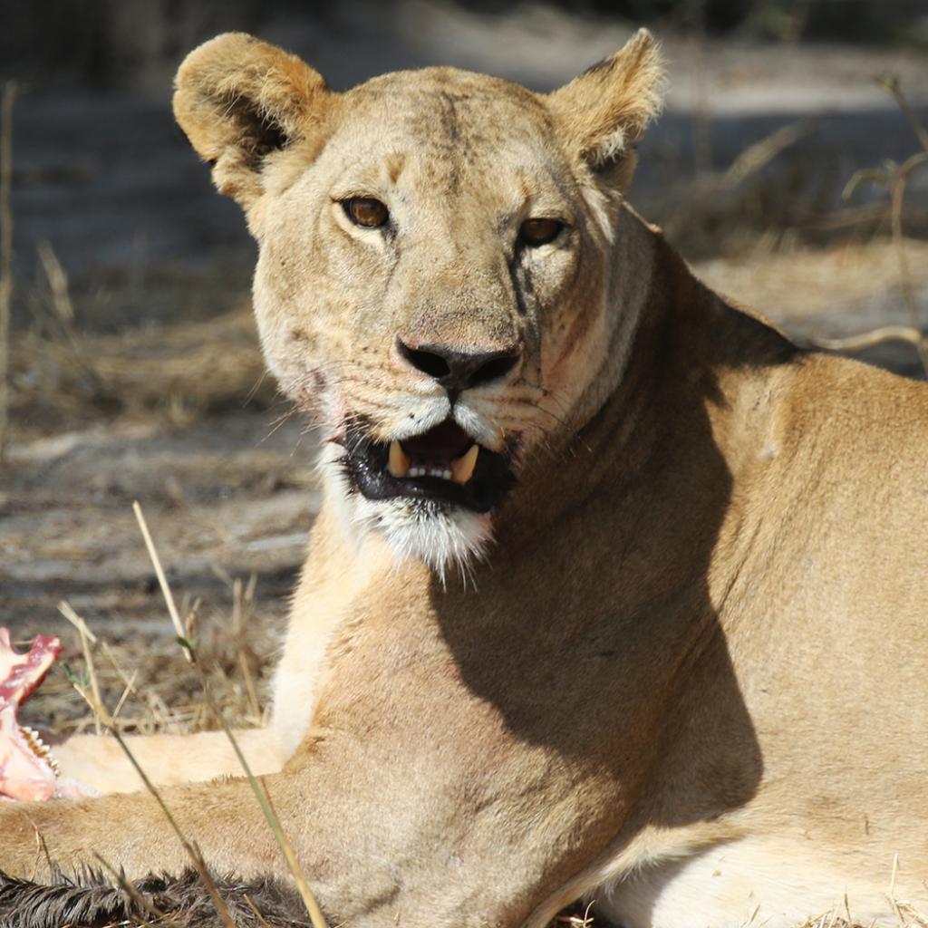 eating lion in Tarangire National Park