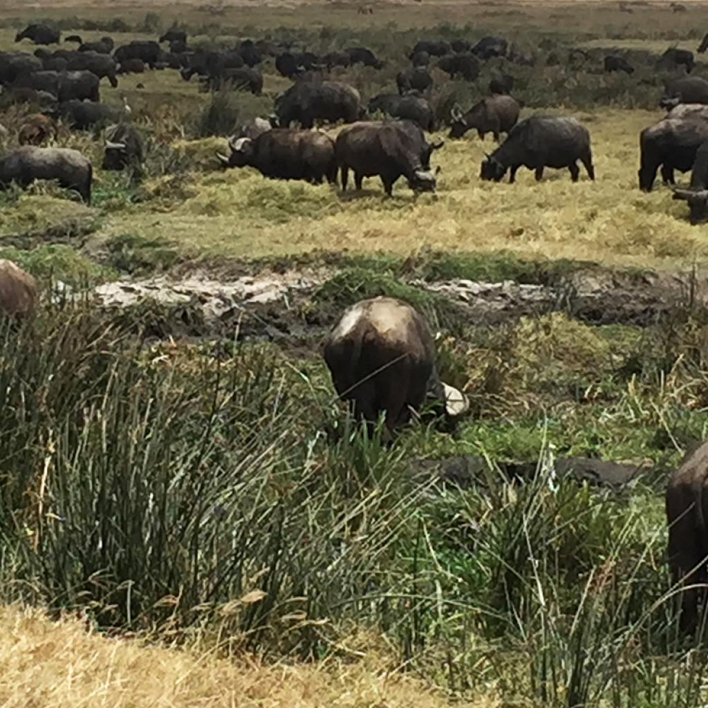 buffalo inNgorongoro Conservation Area