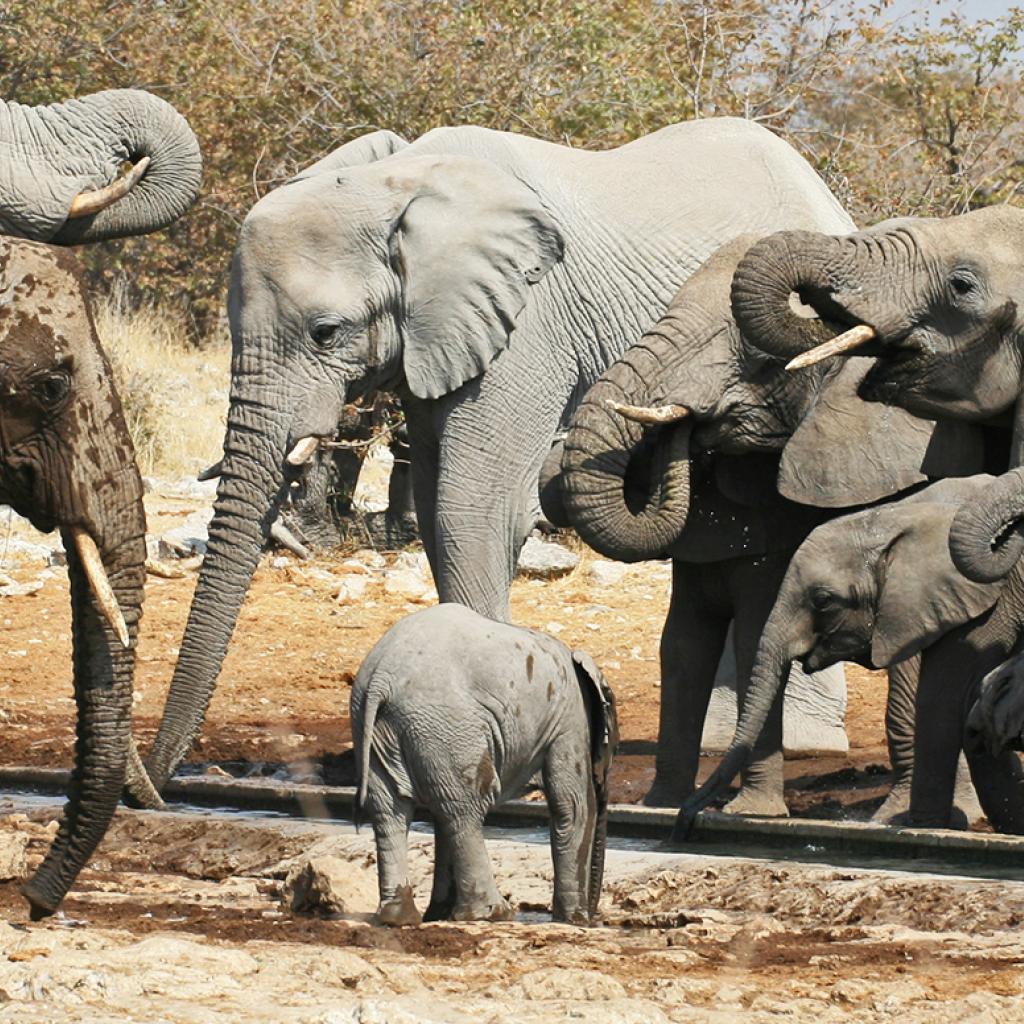 Etosha National Park pan and elephants