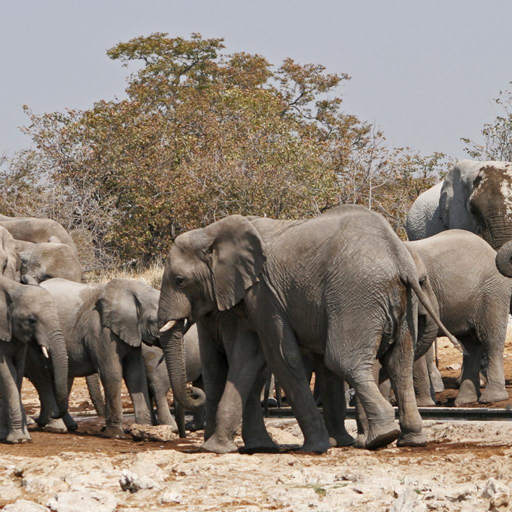 ghost elephants roaming in Etosha National Park namibia africa romina facchi