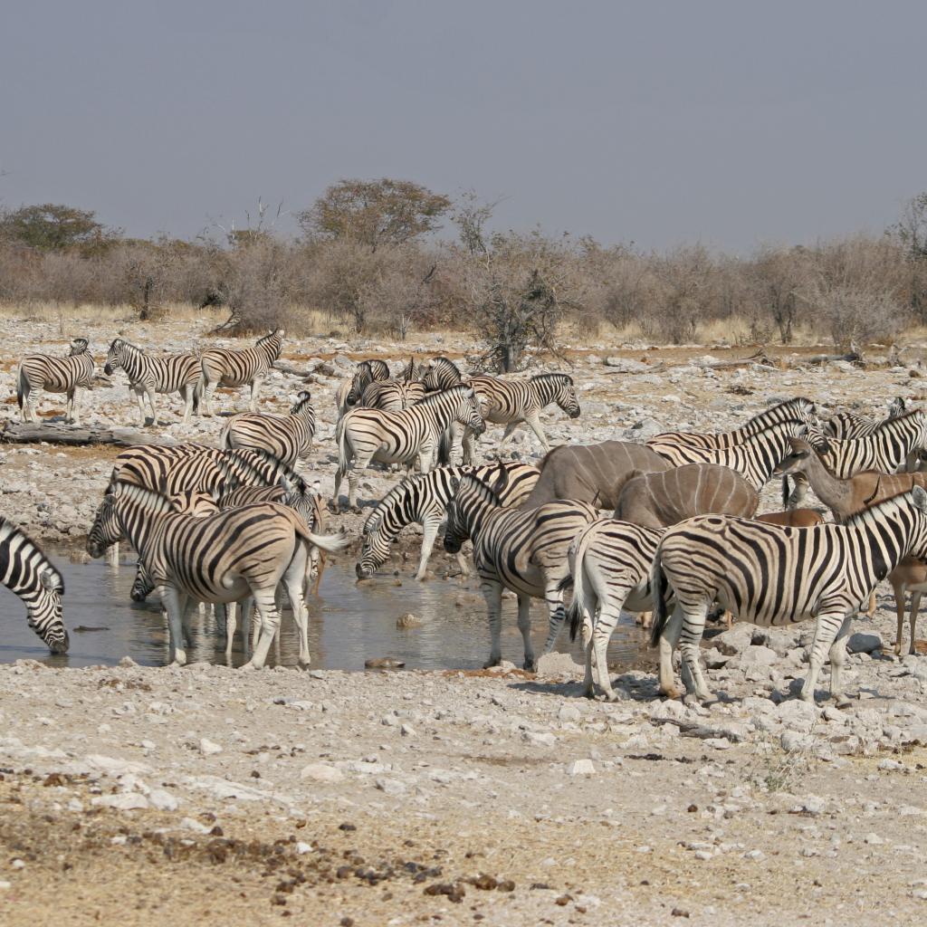 etosha National Park the pan zebre