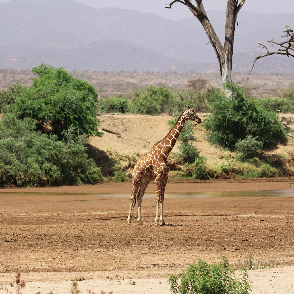 samburu giraffe reticulated giraffe romina facchi kenya