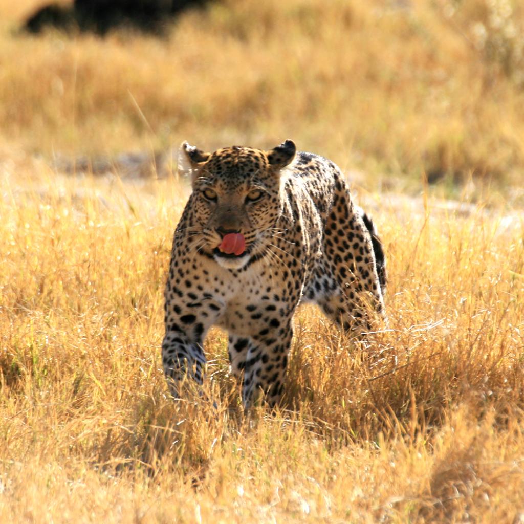 okawango delta exploringafrica safariadv romina facchi leopard travel viaggi
