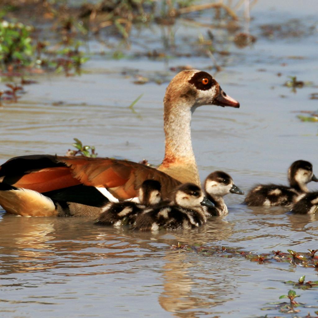 okawango delta exploringafrica safariadv romina facchi travel viaggi Egyptian goose