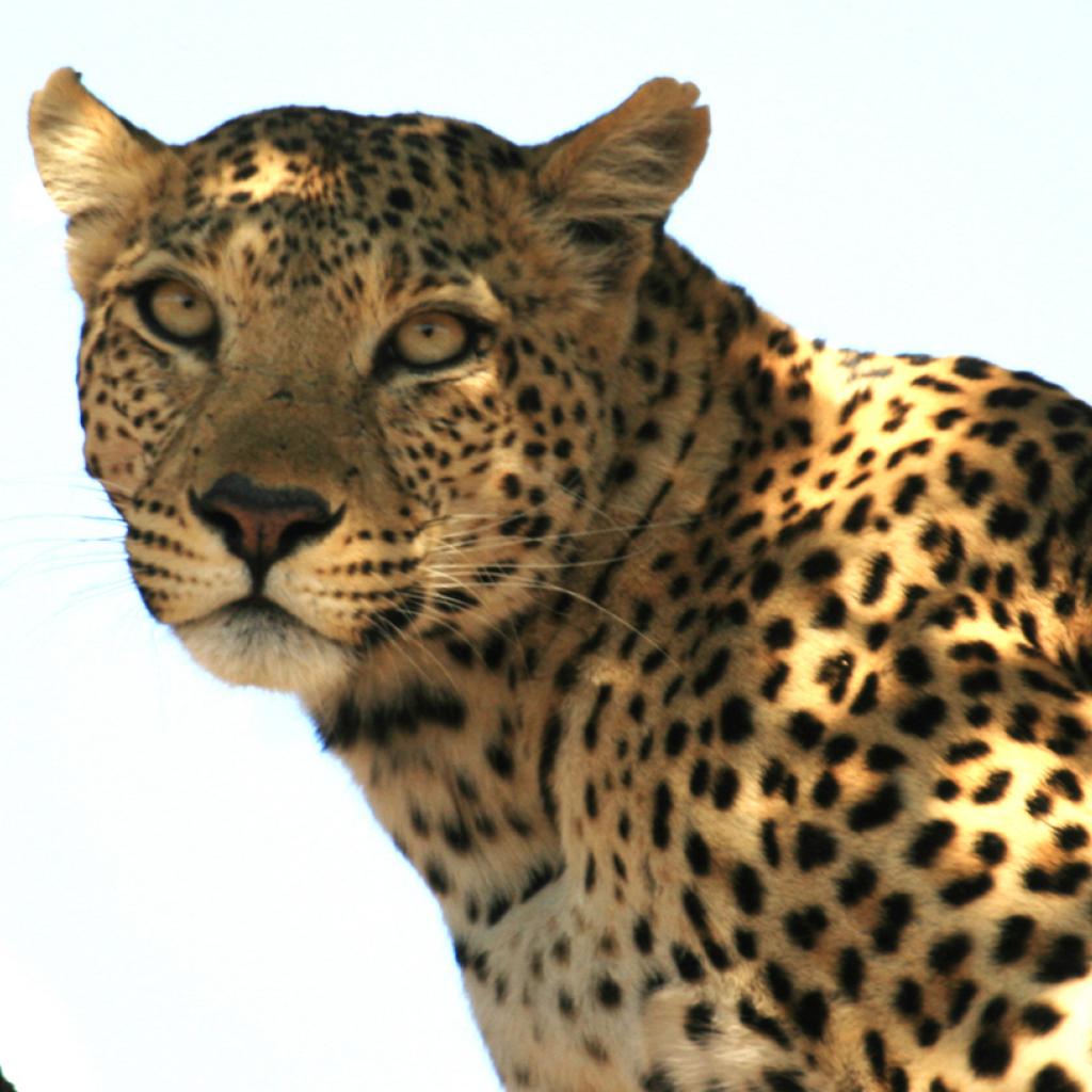 botswana safari leopard moremi africa africa safariadv exploringafrica romina facchi travel viaggi