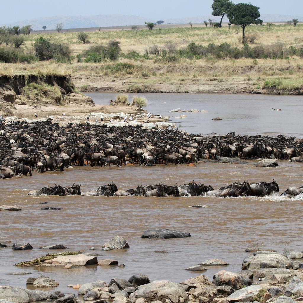 The Great Migration in Serengeti National Park in Tanzania: crossing Mara River, beautiful landscape with acacia and thousands of wildebeest aka gnus