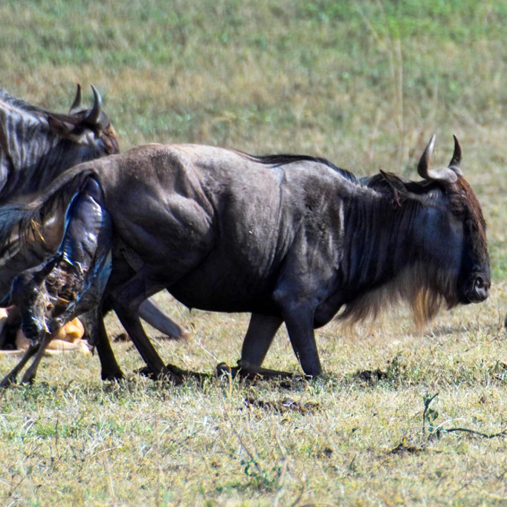 The Great Migration in Serengeti National Park: in january and february wildebeests gave birth their babies