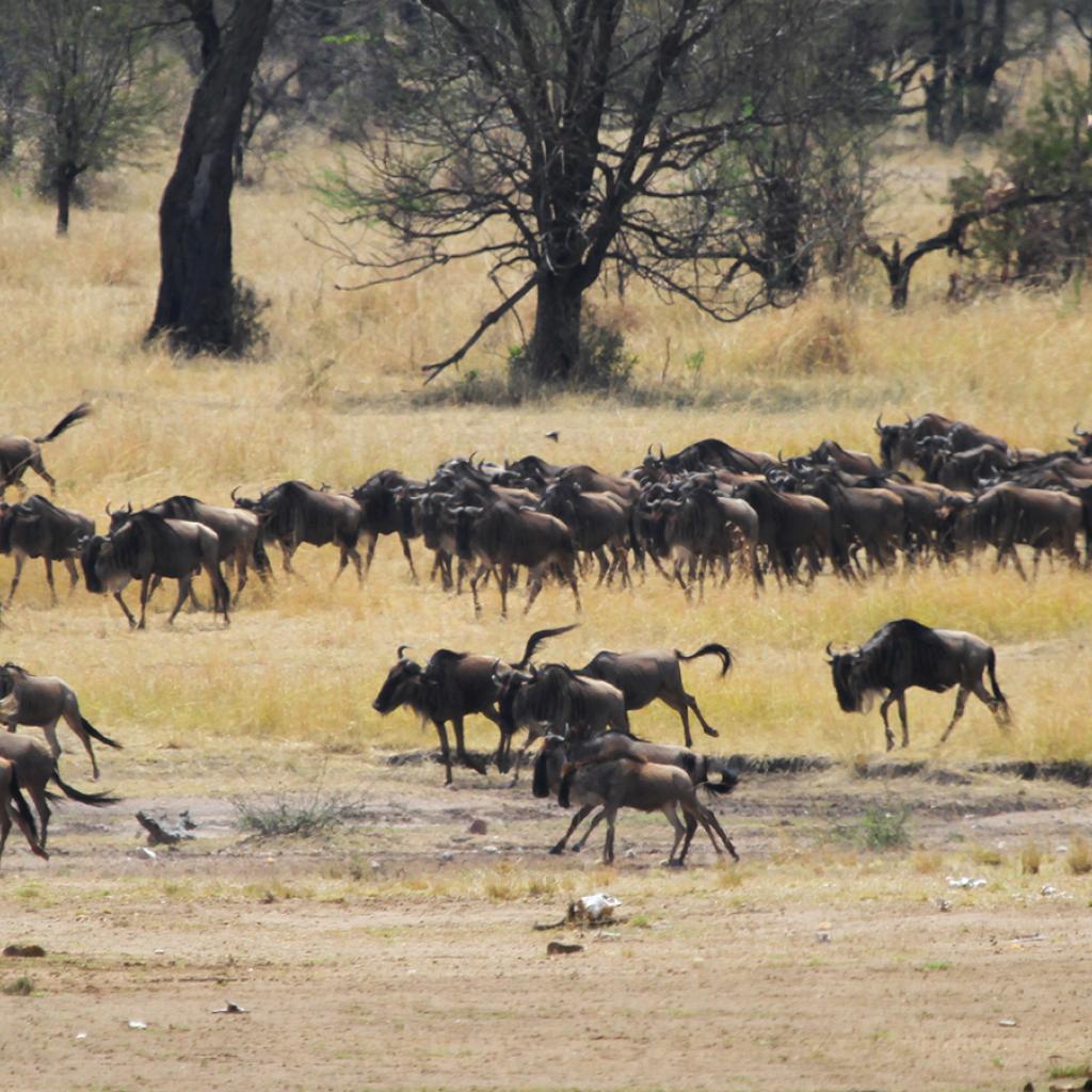 The Great Migration in Serengeti National Park: going to north looking for new pastures during the dry season