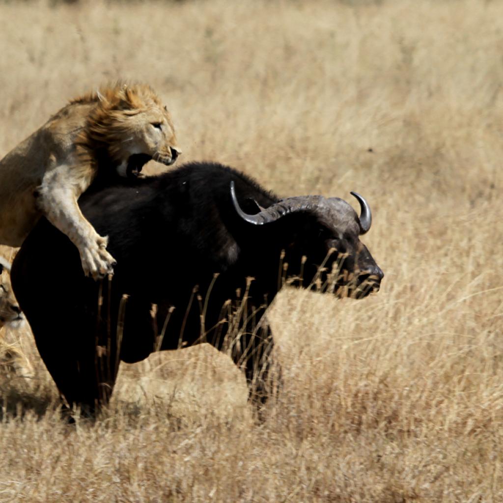 tanzania ngorongoro lion exploringafrica safariadv romina facchi