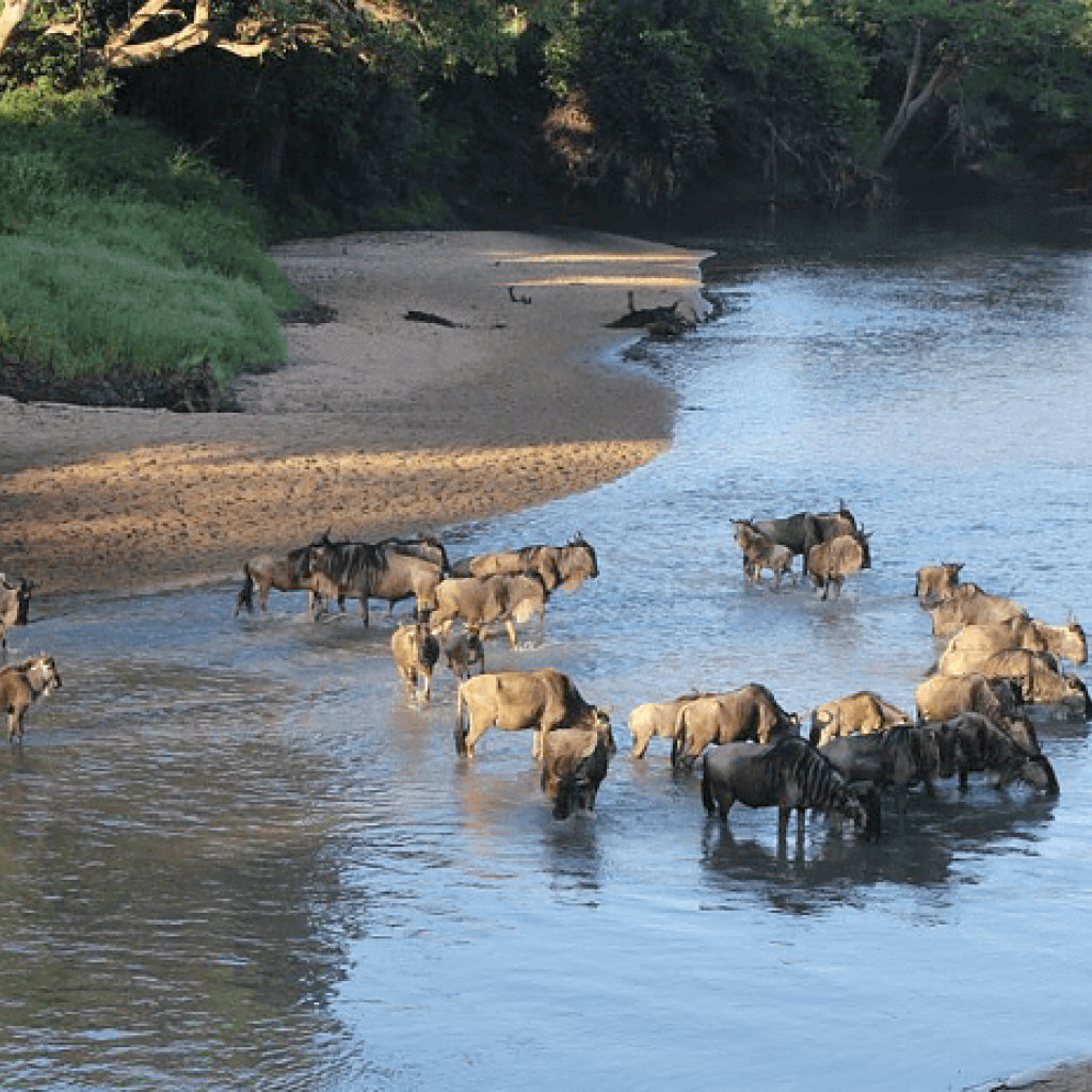 The Great Migration in Serengeti National Park in Tanzania: Grumeti river