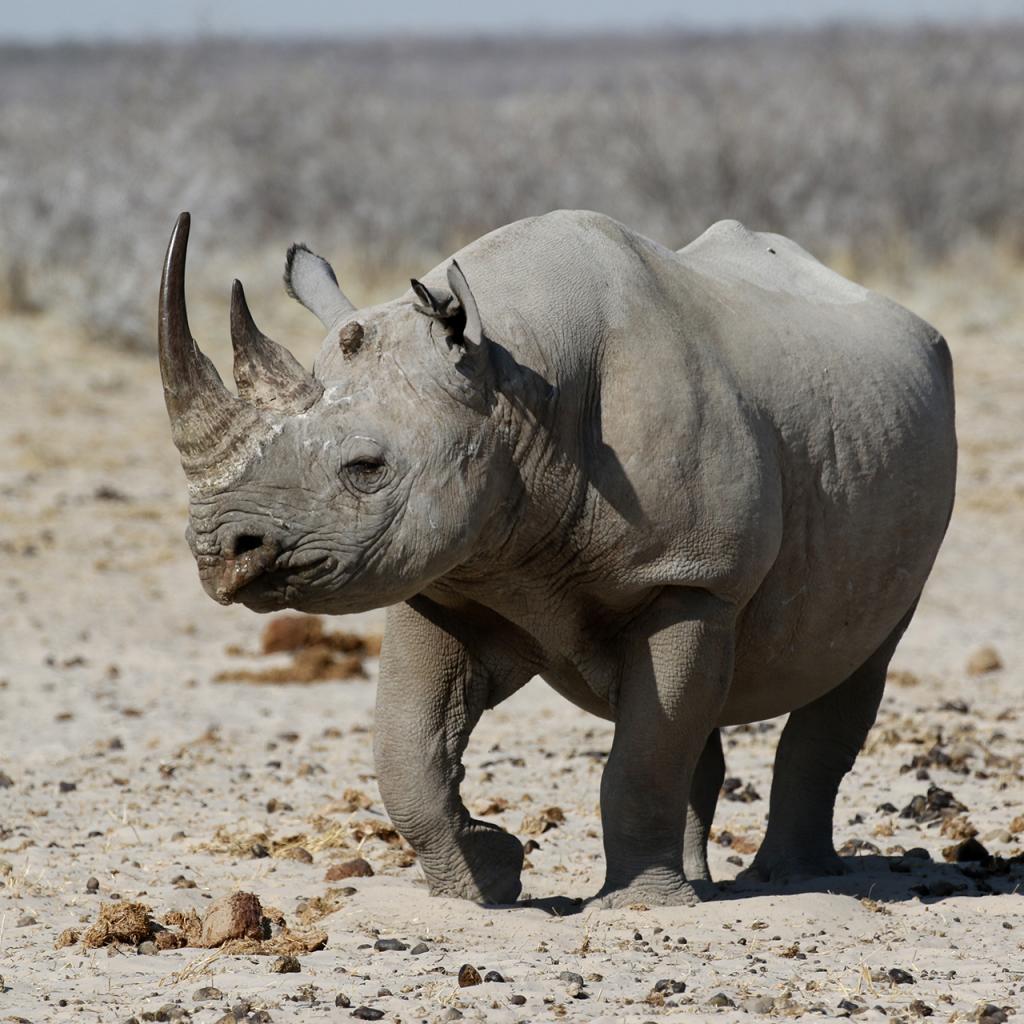 namibia rhino etosha exploring africa safariadv romina facci