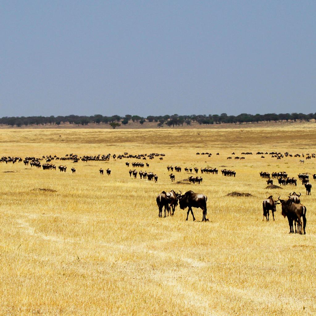 The Great Migration in Serengeti National Park: crossing Mara River: going to north looking for new pastures during the dry seasong to north looking for new pastures during the dry season
