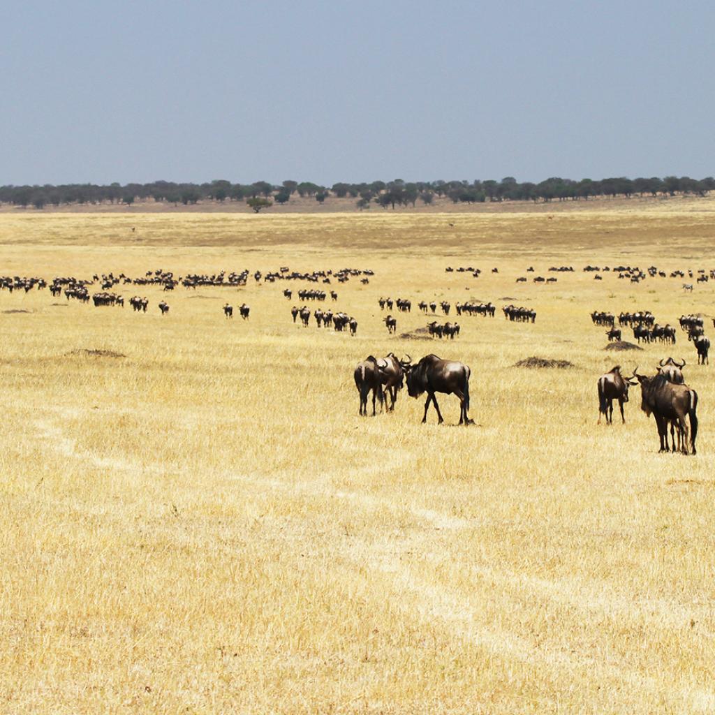 The Great Migration in the south of Serengeti National Park: return to south 