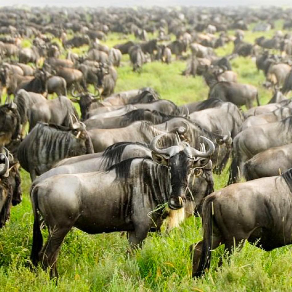 The Great Migration in the south of Serengeti National Park in Tanzania