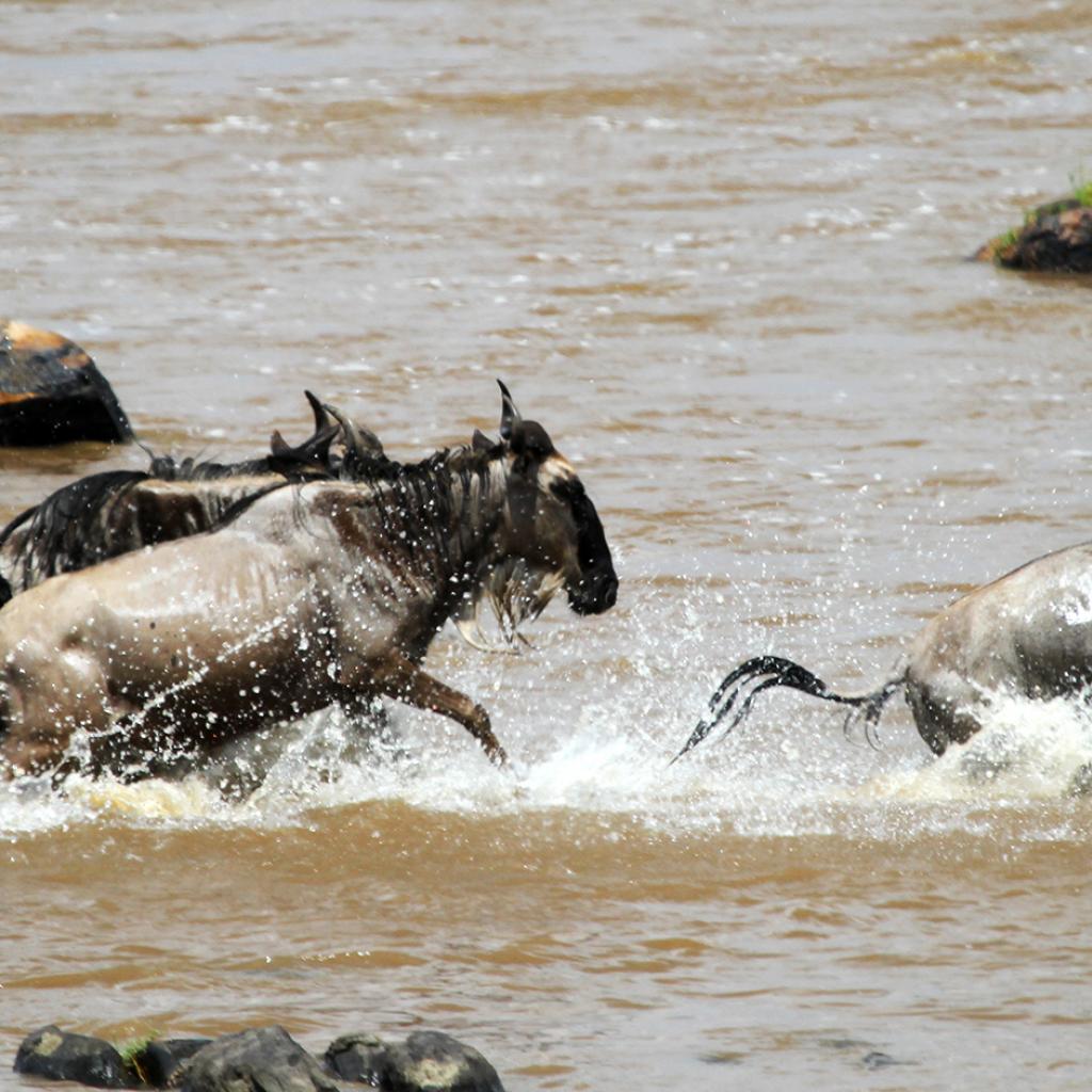 The Great Migration in Serengeti National Park in Tanzania:crossing Mara River, beautiful landscape with thousands of wildebeest aka gnus and zebrasa River, beautiful landscape with thousands of wildebeest aka gnus and zebras
