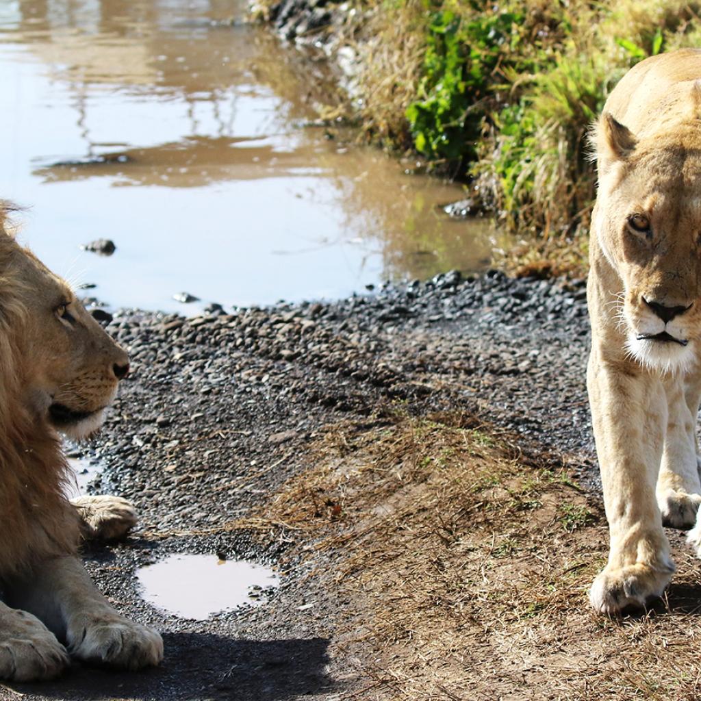 ngorongoro tanzania africa exploringafrica safariadv lions romina facchi