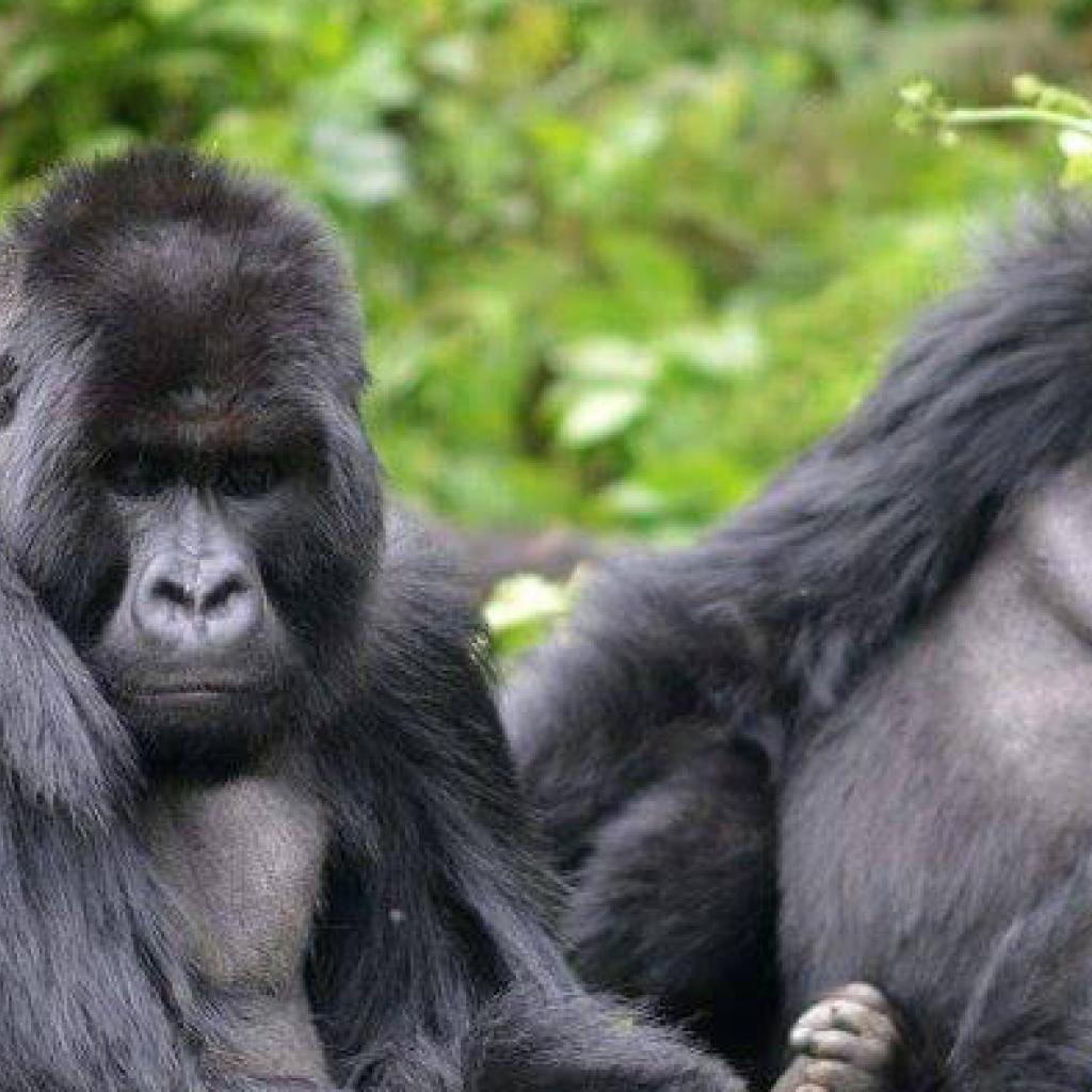 rwanda exploringafrica safariadv travel trekking gorilla